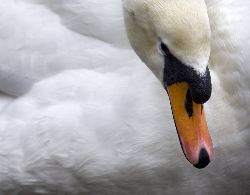 swan © Nick Stone